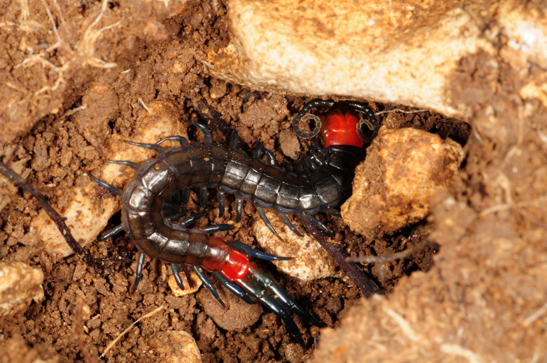 scolopendra da identificare